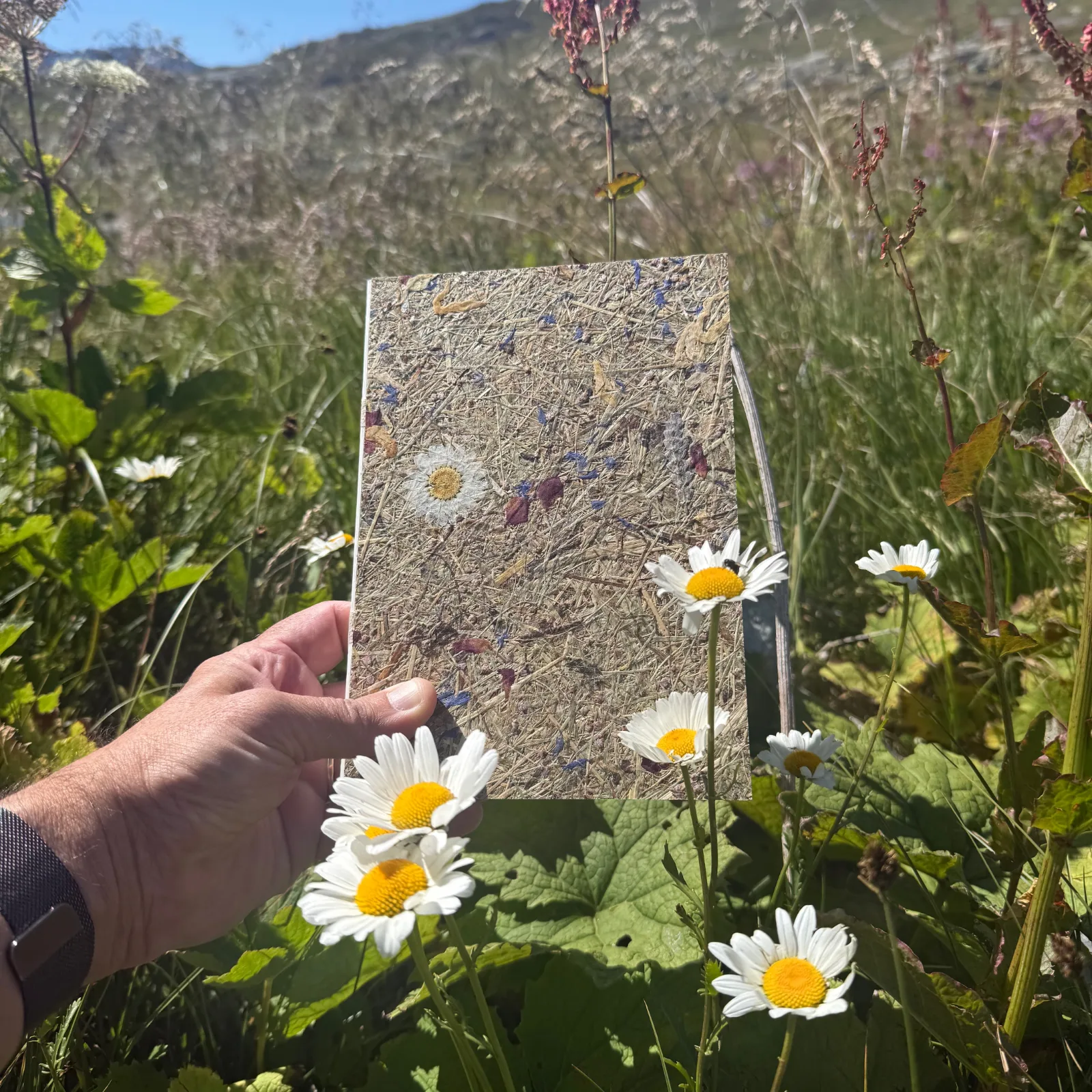 Notizbuch, Bergwiese mit Margueriten