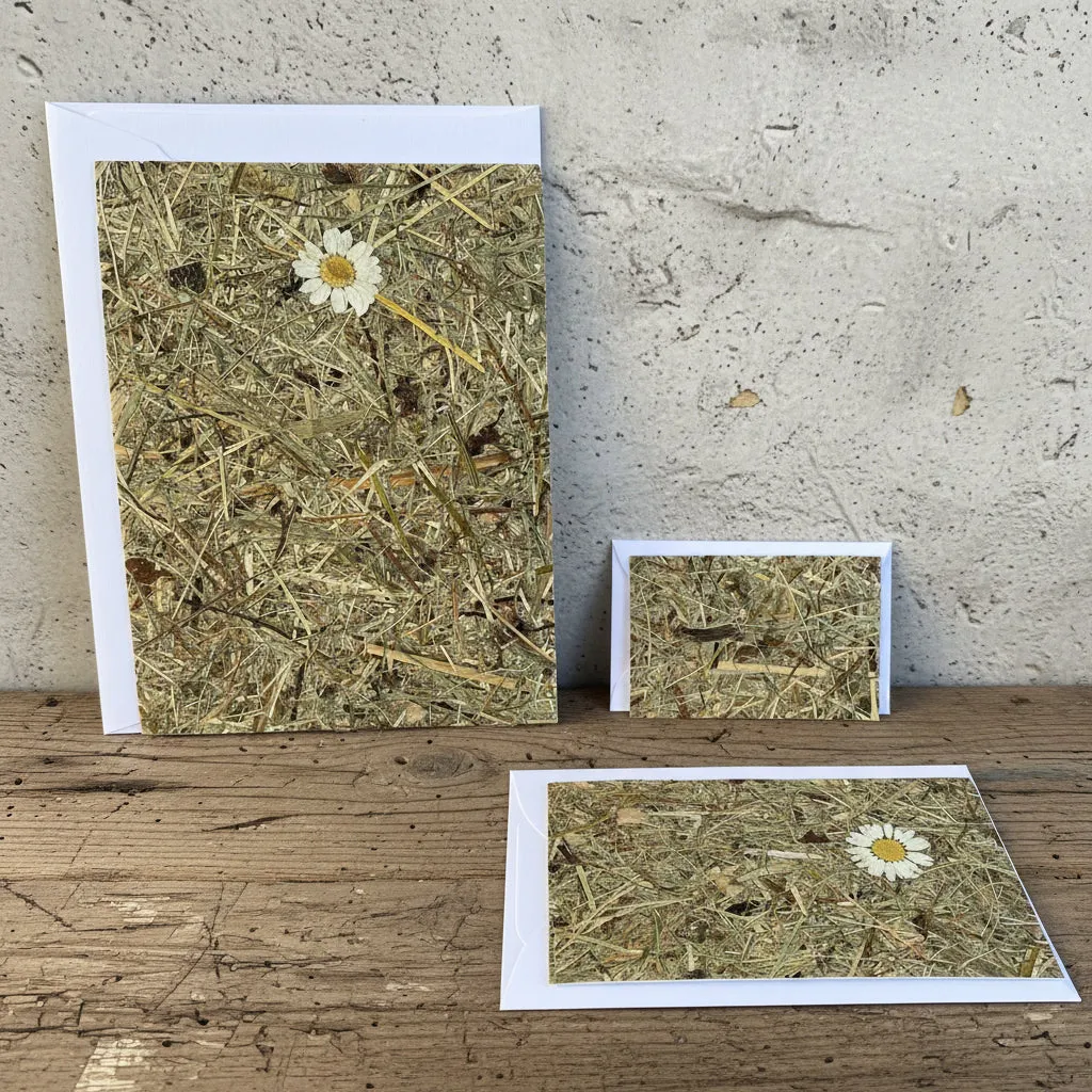 Design Heuwiese mit Margerite
