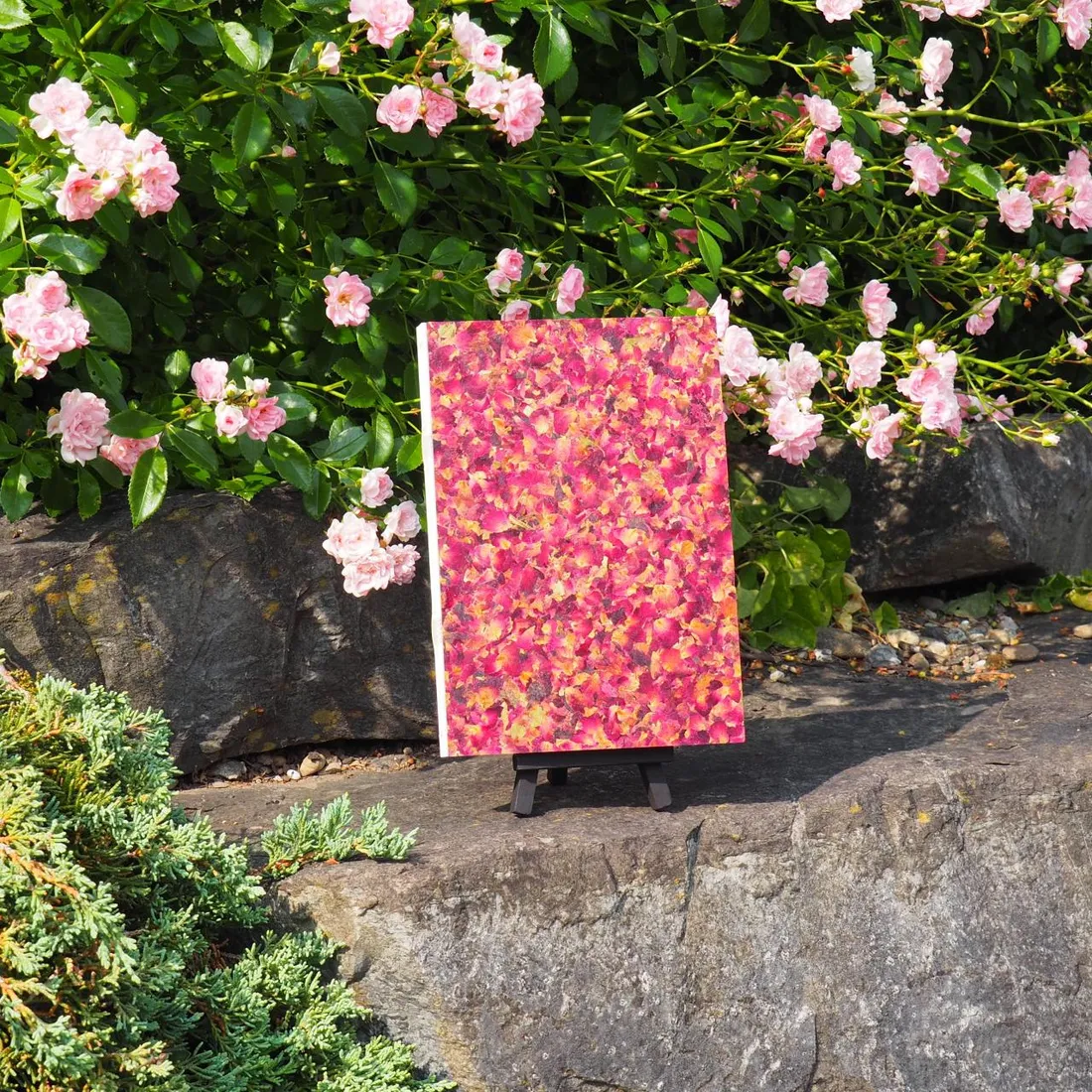 Rosenblüte