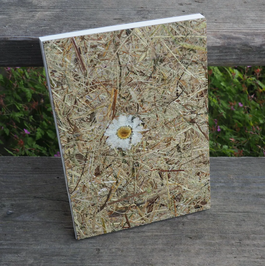 Heuwiese mit Margerite
